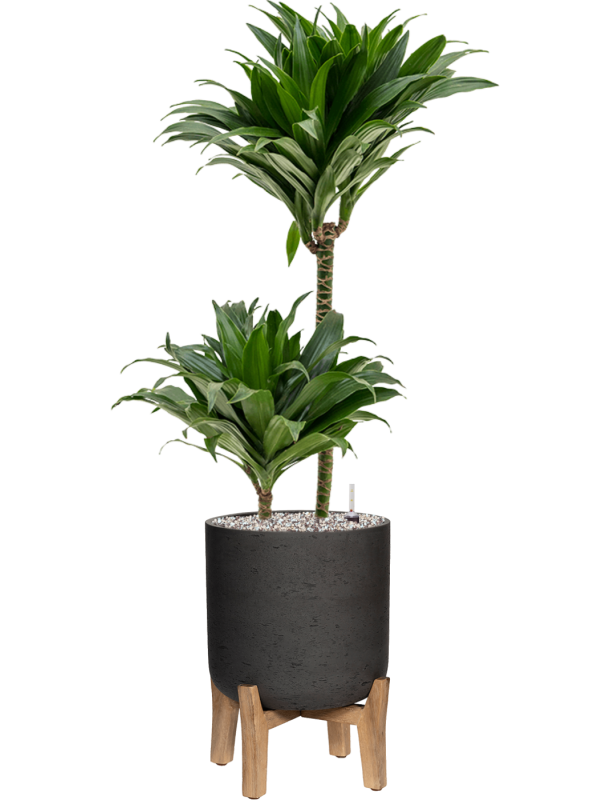 Ansamblu D29.5xH95cm cu planta naturala Dracaena fragrans 'Compacta' in ghiveci Rough With Feet Low all inclusive set cu granule decorative