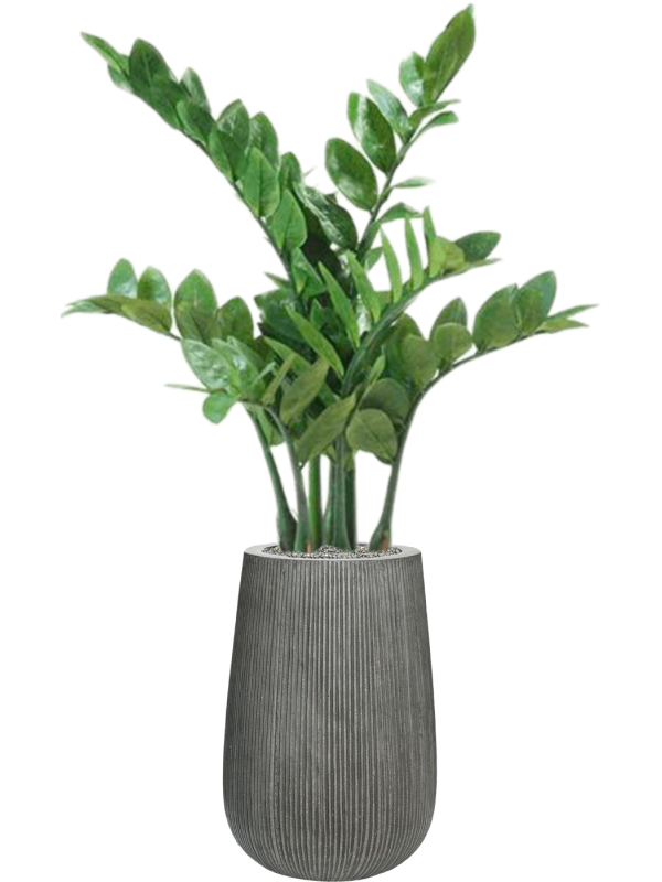 Ansamblu D29xH111cm cu planta naturala Zamioculcas in ghiveci Ridged Vertically all inclusive set cu granule decorative