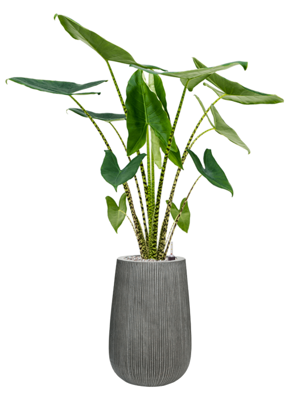 Ansamblu D29xH127cm cu planta naturala Alocasia zebrina in ghiveci Ridged Vertically all inclusive set cu granule decorative