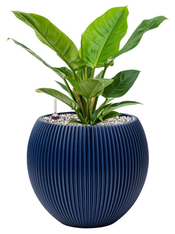 Ansamblu D29xH50cm cu planta naturala Philodendron 'Imperial Green' in ghiveci Capi Nature Groove Special all inclusive set cu granule decorative