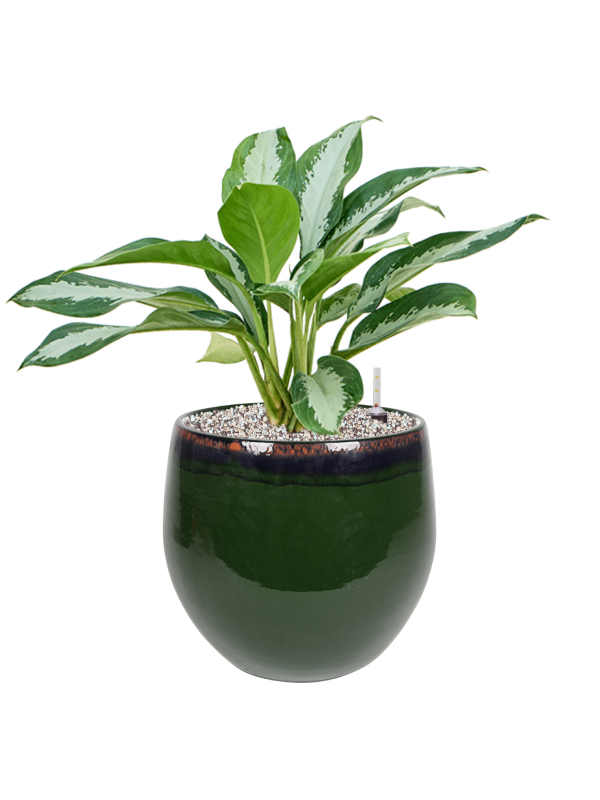 Ansamblu D29xH52cm cu planta naturala Aglaonema 'Diamond Bay' in ghiveci Charlotte all inclusive set cu granule decorative
