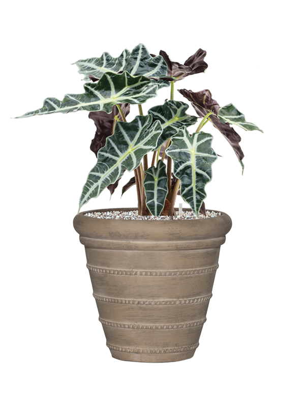 Ansamblu D29xH52cm cu planta naturala Alocasia 'Polly' in ghiveci Treasure all inclusive set cu granule decorative
