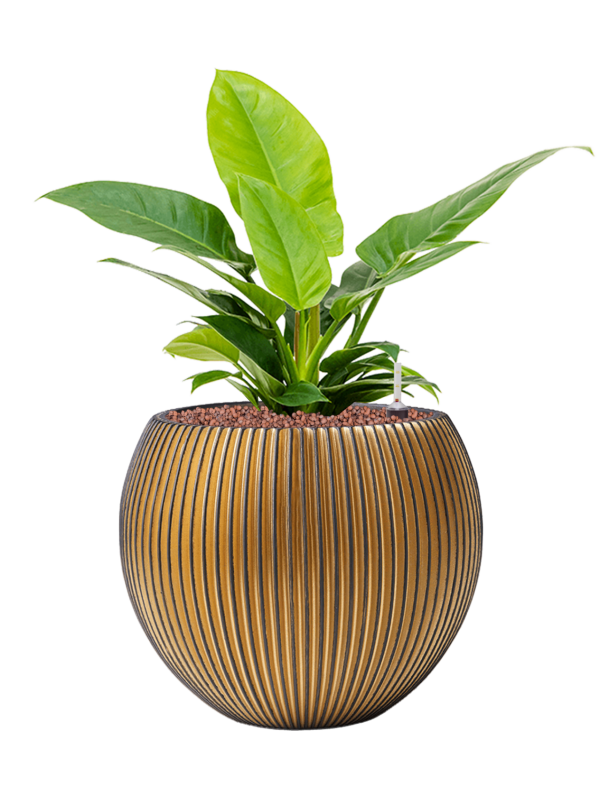 Ansamblu D29xH53cm cu planta naturala Philodendron 'Imperial Green' in ghiveci Capi Nature Groove all inclusive set cu granule decorative