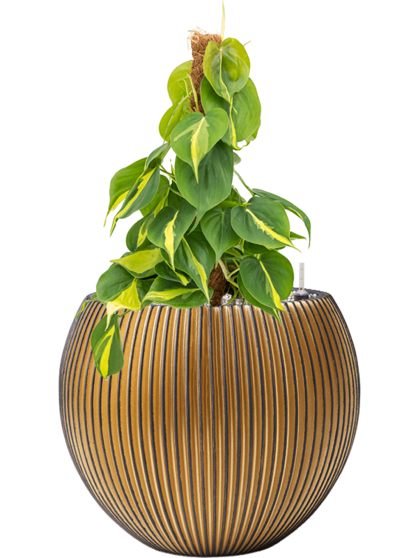 Ansamblu D29xH54cm cu planta naturala Philodendron scandens 'Brasil' in ghiveci Capi Nature Groove all inclusive set cu granule decorative