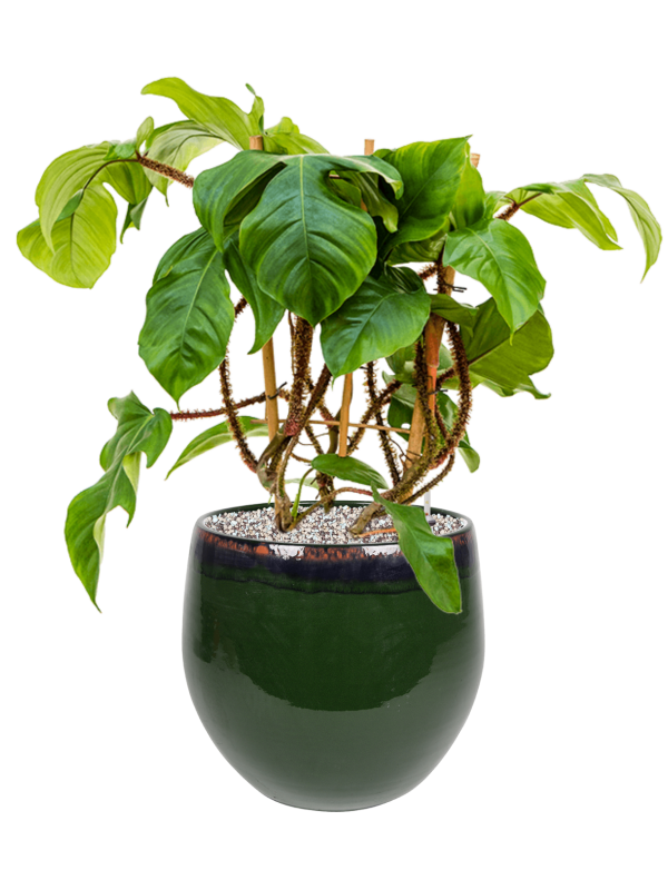 Ansamblu D29xH62cm cu planta naturala Philodendron squamiferum in ghiveci Charlotte all inclusive set cu granule decorative