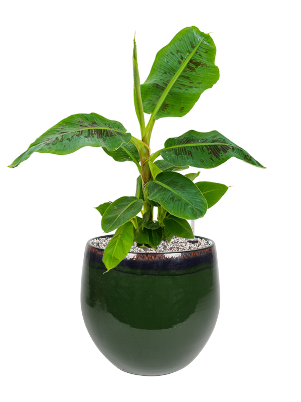 Ansamblu D29xH63cm cu planta naturala Musa 'Dwarf Cavendish' in ghiveci Charlotte all inclusive set cu granule decorative
