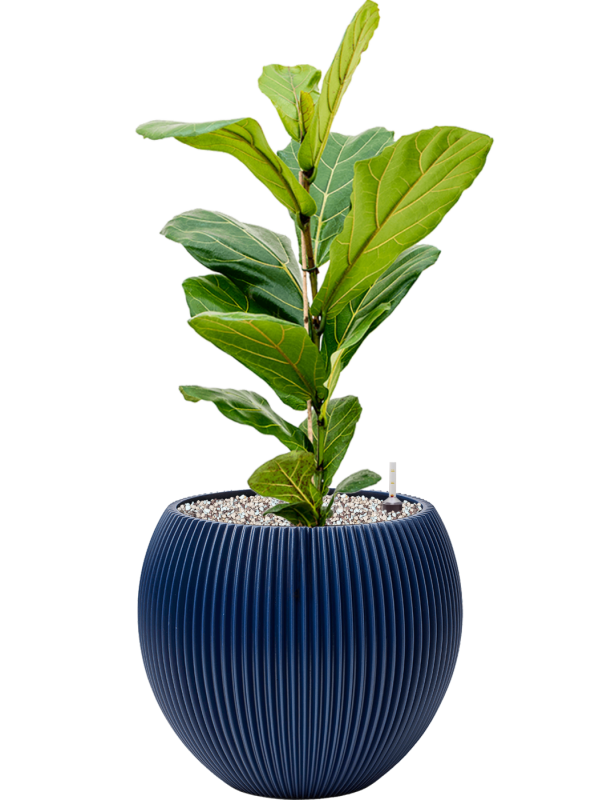 Ansamblu D29xH67cm cu planta naturala Ficus lyrata in ghiveci Capi Nature Groove Special all inclusive set cu granule decorative