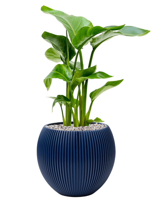 Ansamblu D29xH68cm cu planta naturala Strelitzia nicolai in ghiveci Capi Nature Groove Special all inclusive set cu granule decorative