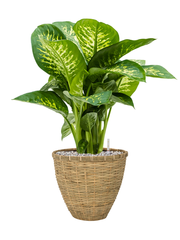 Ansamblu D29xH69cm cu planta naturala Dieffenbachia seguine 'Reeva' in ghiveci Bohemian all inclusive set cu granule decorative