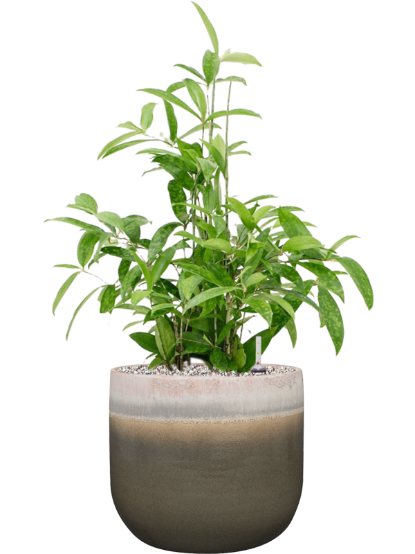 Ansamblu D29xH73cm cu planta naturala Dracaena surculosa in ghiveci Tara all inclusive set cu granule decorative