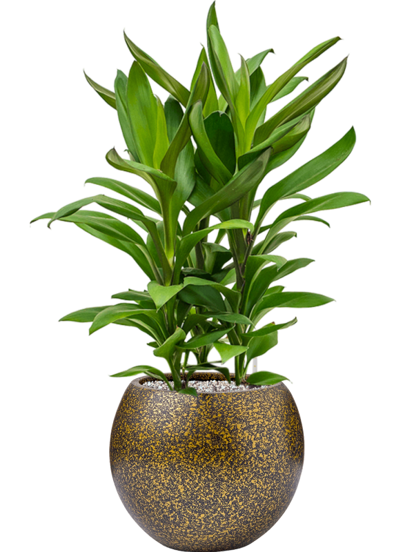 Ansamblu D29xH76cm cu planta naturala Cordyline fruticosa' Glauca' in ghiveci Capi Lux Terrazzo all inclusive set cu granule decorative