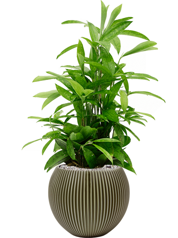 Ansamblu D29xH81cm cu planta naturala Dracaena surculosa in ghiveci Capi Nature Groove Special all inclusive set cu granule decorative