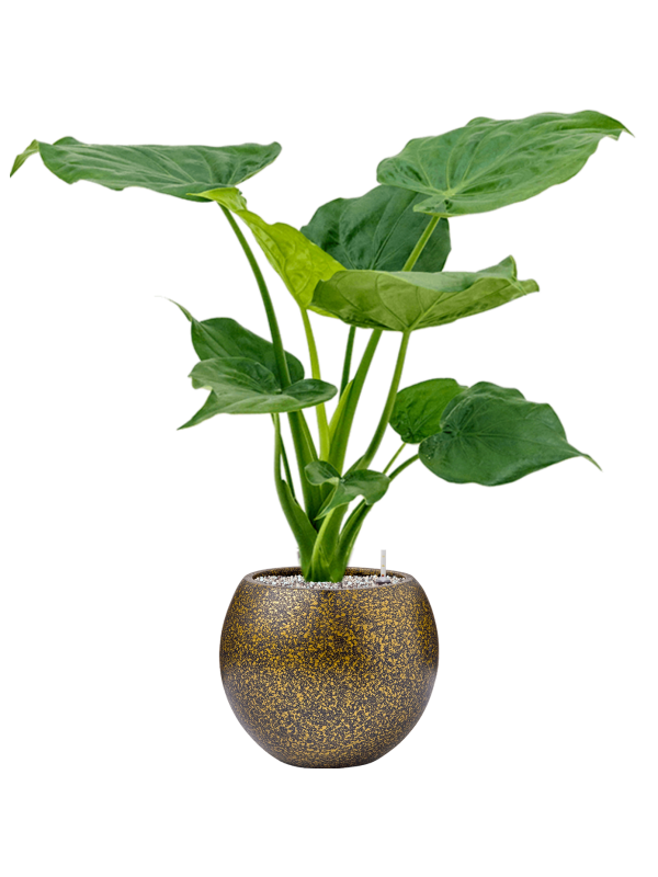 Ansamblu D29xH82cm cu planta naturala Alocasia cucullata in ghiveci Capi Lux Terrazzo all inclusive set cu granule decorative