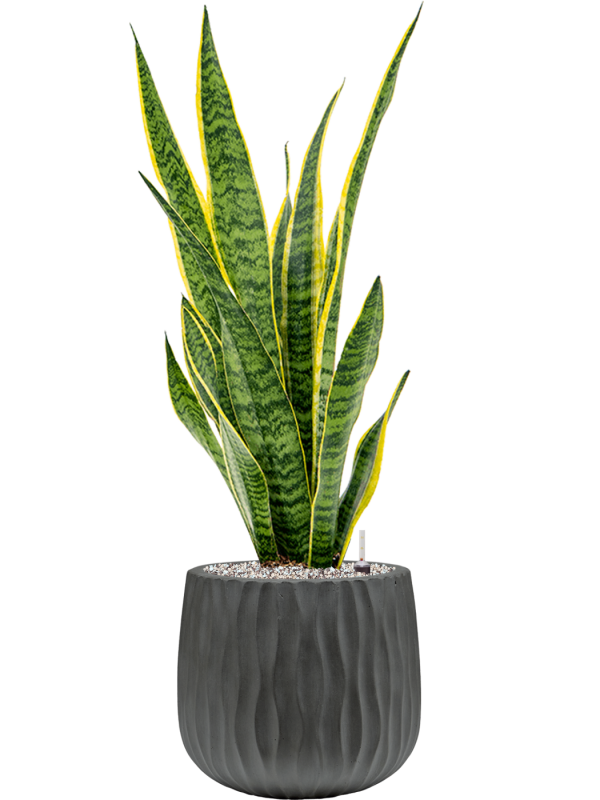 Ansamblu D29xH87cm cu planta naturala Sansevieria trifasciata 'Laurentii' in ghiveci Wave all inclusive set cu granule decorative