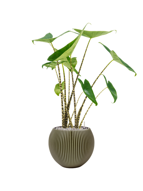 Ansamblu D29xH89cm cu planta naturala Alocasia zebrina in ghiveci Capi Nature Groove Special all inclusive set cu granule decorative
