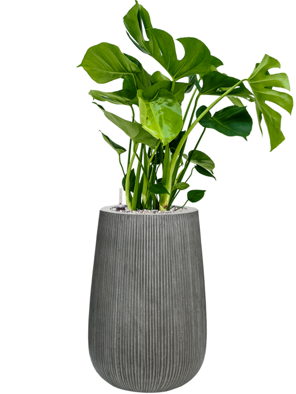 Ansamblu D29xH91cm cu planta naturala Monstera deliciosa in ghiveci Ridged Vertically all inclusive set cu granule decorative