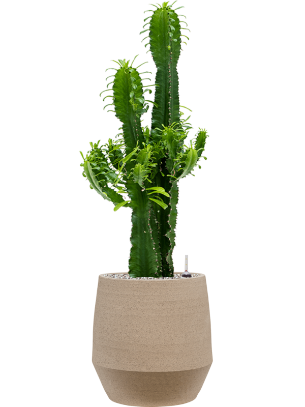 Ansamblu D30.5xH110cm cu planta naturala Euphorbia erytrea in ghiveci Humus all inclusive set cu granule decorative