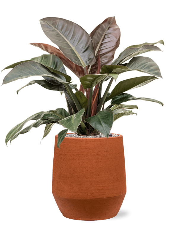 Ansamblu D30.5xH84cm cu planta naturala Philodendron `Imperial Red' in ghiveci Humus all inclusive set cu granule decorative