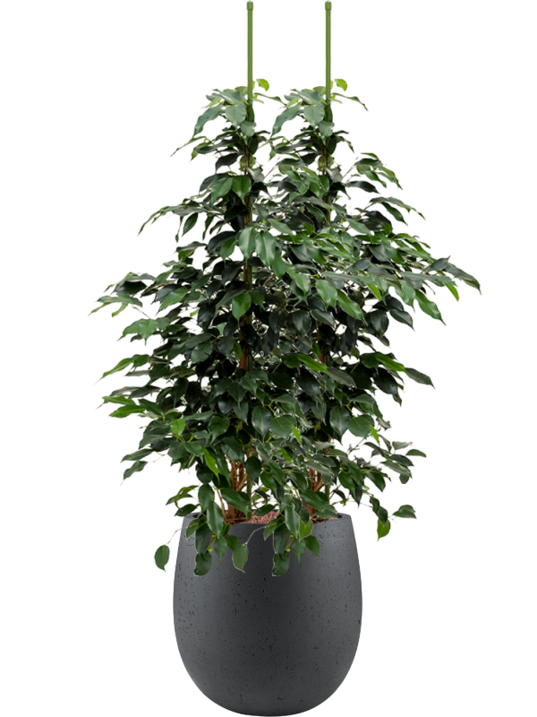 Ansamblu D30xH101cm cu planta naturala Ficus benjamina 'Danielle' in ghiveci Grigio all inclusive set cu granule decorative