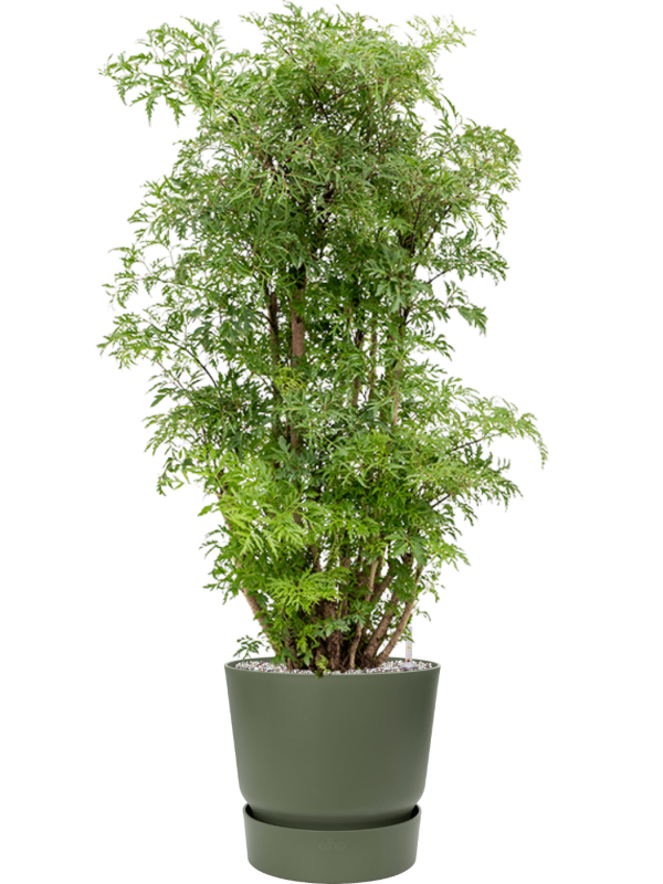 Ansamblu D30xH103cm cu planta naturala Aralia (Polyscias) 'Ming' in ghiveci Greenville all inclusive set cu granule decorative