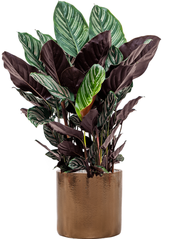 Ansamblu D30xH103cm cu planta naturala Calathea sanderiana in ghiveci Cylinder all inclusive set cu granule decorative