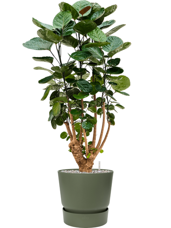 Ansamblu D30xH104cm cu planta naturala Aralia (Polyscias) 'Fabian' in ghiveci Greenville all inclusive set cu granule decorative