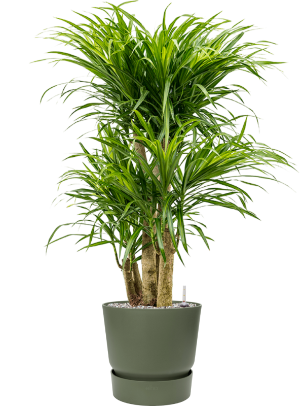 Ansamblu D30xH104cm cu planta naturala Pleomele (Dracaena) 'Anita Variegata' in ghiveci Greenville all inclusive set cu granule decorative