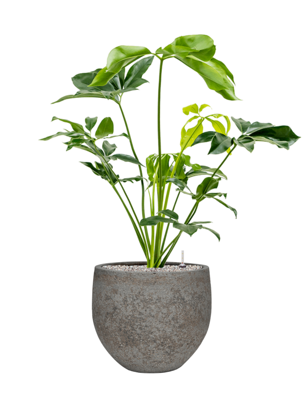 Ansamblu D30xH109cm cu planta naturala Philodendron 'Green Wonder' in ghiveci Cement & Stone all inclusive set cu granule decorative