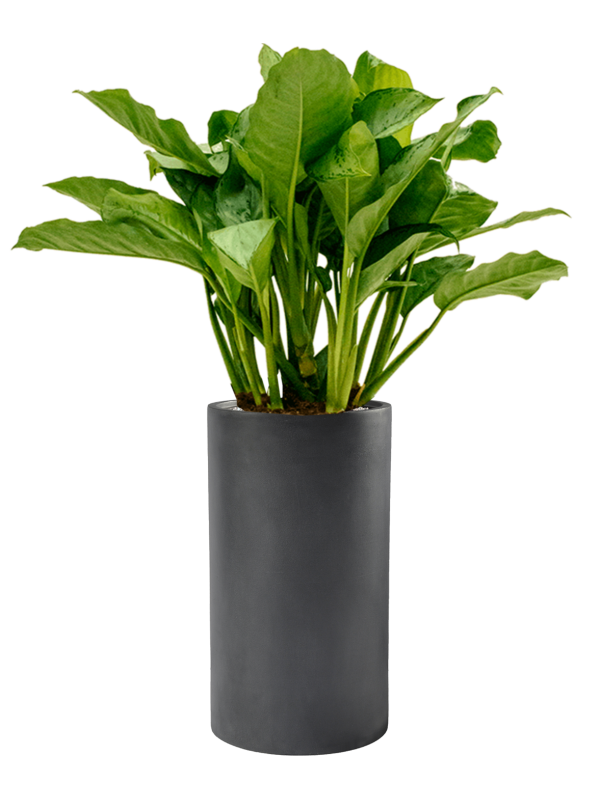 Ansamblu D30xH110cm cu planta naturala Aglaonema 'Freedman' in ghiveci Baq Basic all inclusive set cu granule decorative