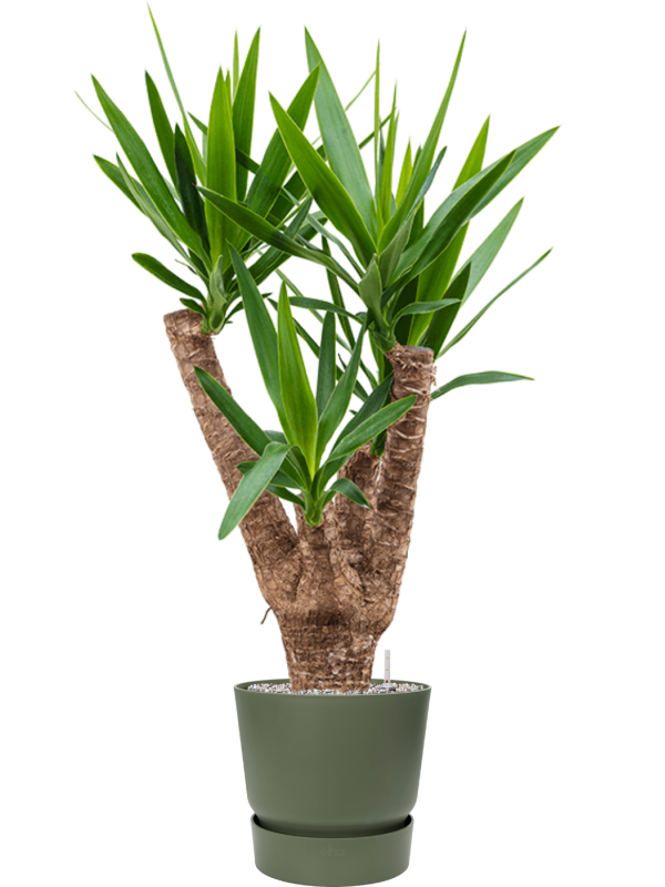 Ansamblu D30xH114cm cu planta naturala Yucca elephantipes in ghiveci Greenville all inclusive set cu granule decorative