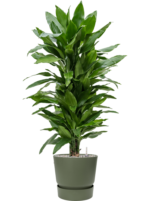 Ansamblu D30xH115cm cu planta naturala Dracaena fragrans 'Janet Lind' in ghiveci Greenville all inclusive set cu granule decorative