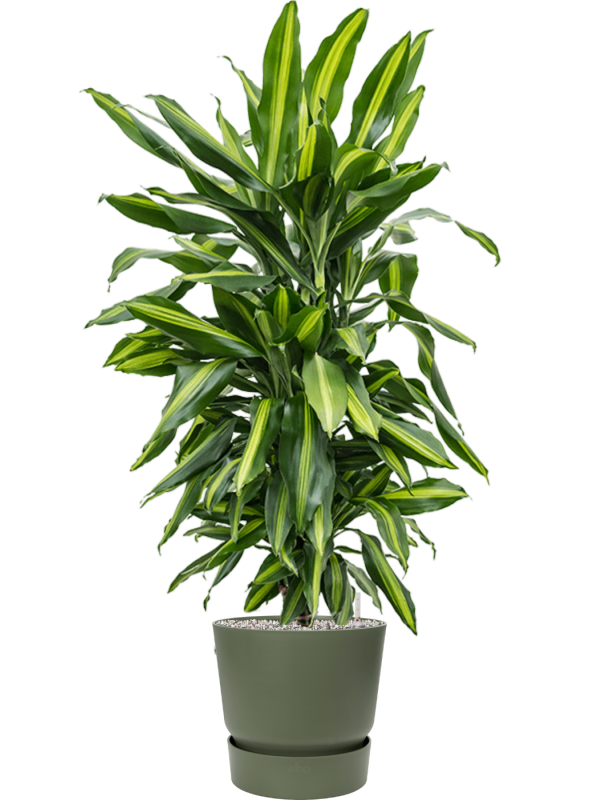 Ansamblu D30xH117cm cu planta naturala Dracaena fragrans 'Cintho' in ghiveci Greenville all inclusive set cu granule decorative