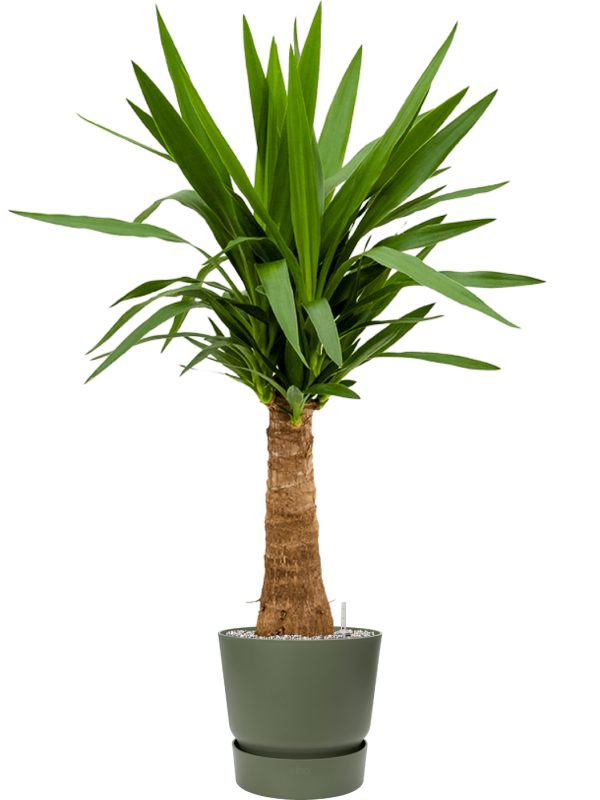 Ansamblu D30xH124cm cu planta naturala Yucca elephantipes in ghiveci Greenville all inclusive set cu granule decorative