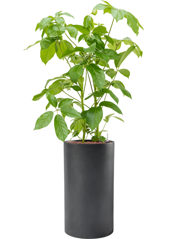 Ansamblu D30xH132cm cu planta naturala Schefflera actinophylla 'Amate' in ghiveci Baq Basic all inclusive set cu granule decorative