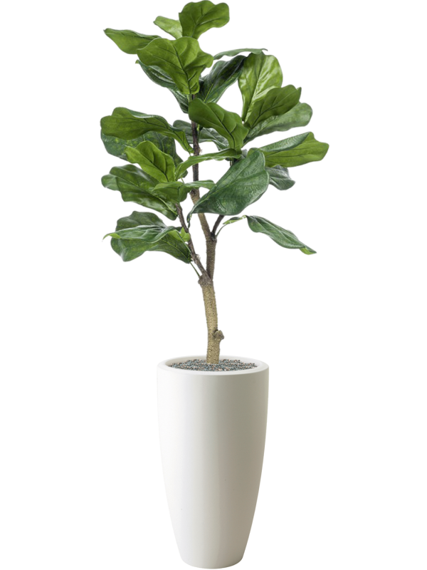 Ansamblu D30xH140cm cu planta naturala Ficus lyrata in ghiveci Pure  all inclusive set cu granule decorative