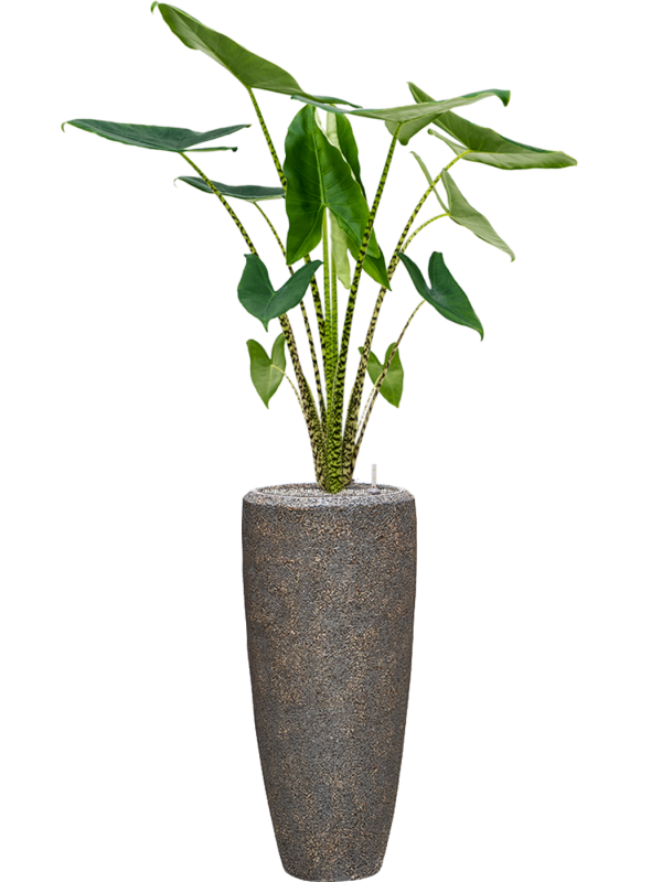 Ansamblu D30xH154cm cu planta naturala Alocasia zebrina in ghiveci Baq Naturescast all inclusive set cu granule decorative