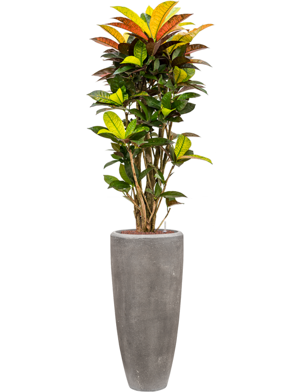 Ansamblu D30xH168cm cu planta naturala Croton variegatum 'Mrs. Iceton' in ghiveci Baq Polystone Plain all inclusive set cu granule decorative