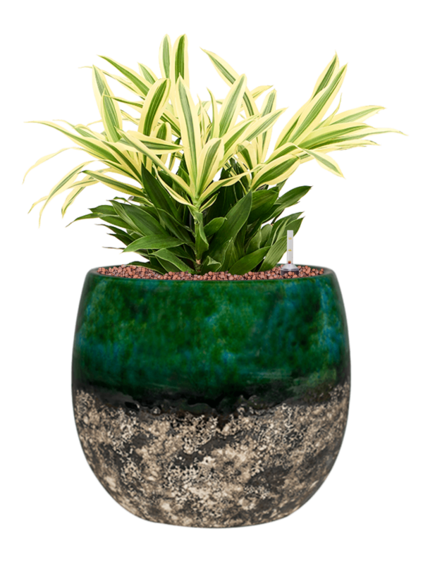 Ansamblu D30xH46cm cu planta naturala Pleomele (Dracaena) reflexa 'Song of Sri Lanka' in ghiveci Lindy all inclusive set cu granule decorative