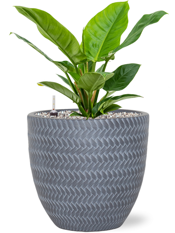 Ansamblu D30xH52cm cu planta naturala Philodendron 'Imperial Green' in ghiveci Baq Angle all inclusive set cu granule decorative