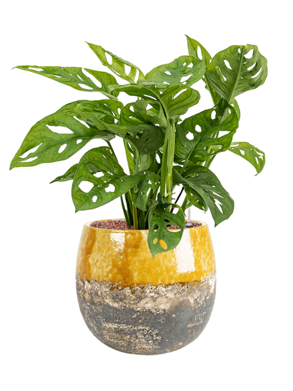 Ansamblu D30xH58cm cu planta naturala Monstera obliqua in ghiveci Lindy all inclusive set cu granule decorative