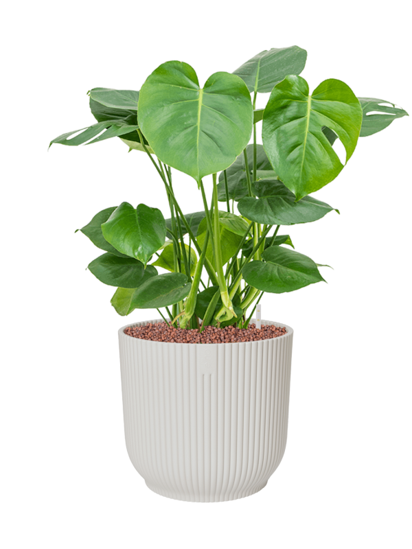Ansamblu D30xH68cm cu planta naturala Monstera deliciosa in ghiveci Vibes Fold all inclusive set cu granule decorative