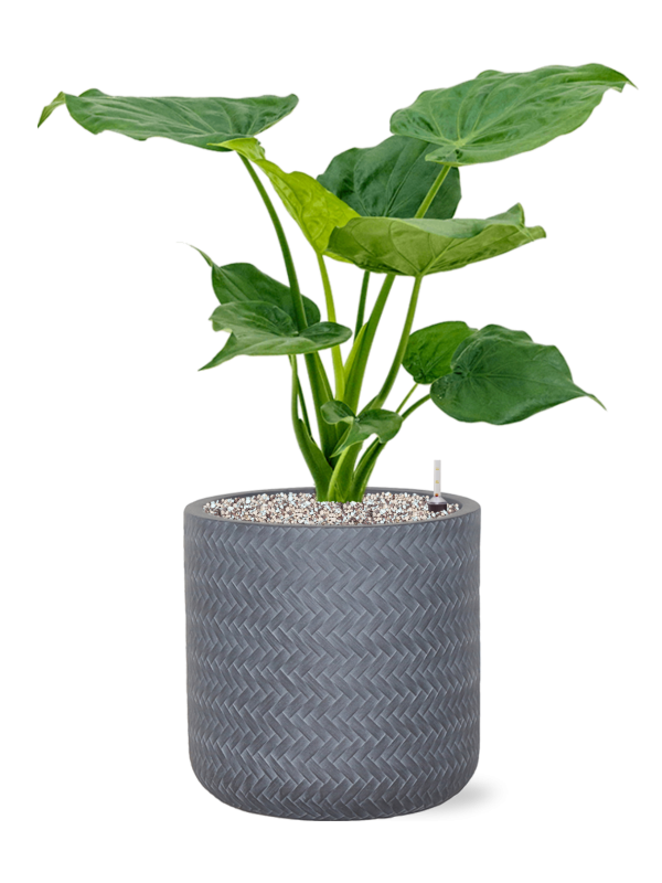 Ansamblu D30xH69cm cu planta naturala Alocasia cucullata in ghiveci Baq Angle all inclusive set cu granule decorative