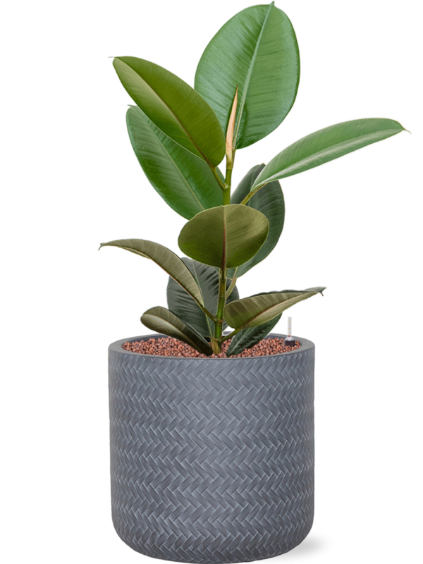 Ansamblu D30xH73cm cu planta naturala Ficus elastica 'Robusta' in ghiveci Baq Angle all inclusive set cu granule decorative