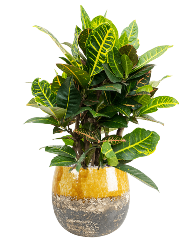 Ansamblu D30xH74cm cu planta naturala Croton (Codiaeum) variegatum 'Petra' in ghiveci Lindy all inclusive set cu granule decorative