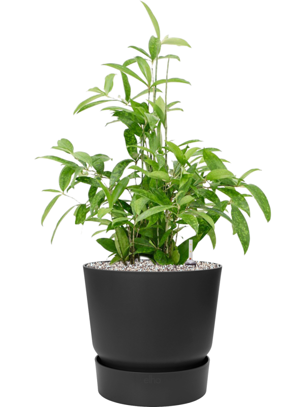 Ansamblu D30xH74cm cu planta naturala Dracaena surculosa in ghiveci Greenville all inclusive set cu granule decorative