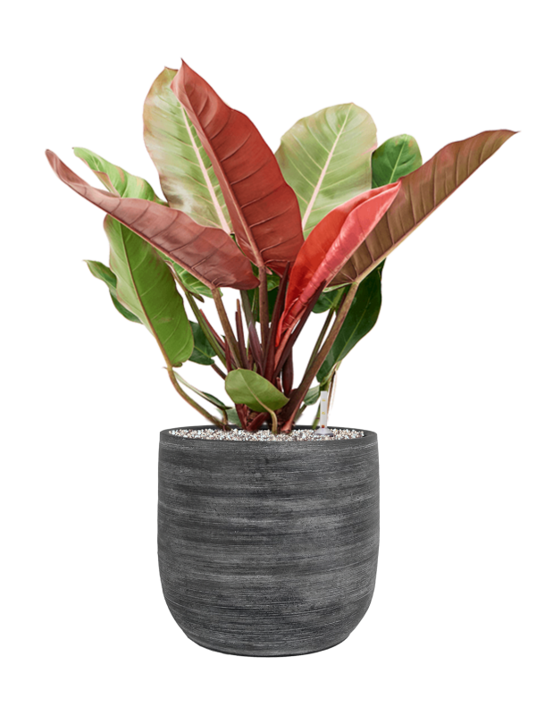 Ansamblu D30xH77cm cu planta naturala Philodendron 'Prince of Orange' in ghiveci Magna all inclusive set cu granule decorative