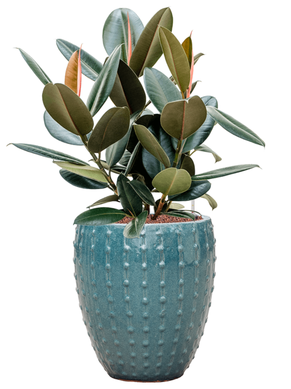 Ansamblu D30xH79cm cu planta naturala Ficus elastica 'Abidjan' in ghiveci Laos Mini all inclusive set cu granule decorative