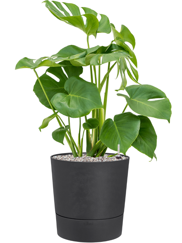 Ansamblu D30xH79cm cu planta naturala Monstera deliciosa in ghiveci Greensense Aqua Care all inclusive set cu granule decorative