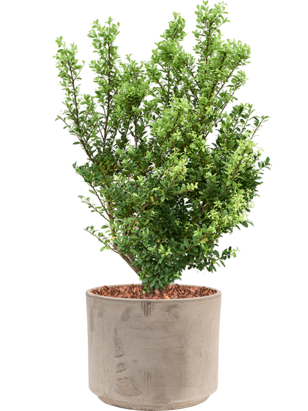 Ansamblu D30xH80cm cu planta naturala Ilex crenata 'Dark Green' in ghiveci Terra Cotta all inclusive set cu granule decorative