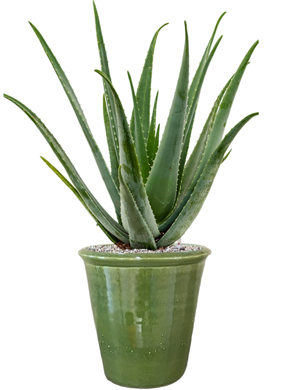 Ansamblu D30xH81cm cu planta naturala Aloe vera barbadensis in ghiveci Hush all inclusive set cu granule decorative